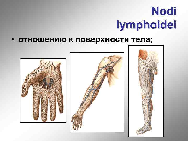 Nodi lymphoidei • отношению к поверхности тела; 