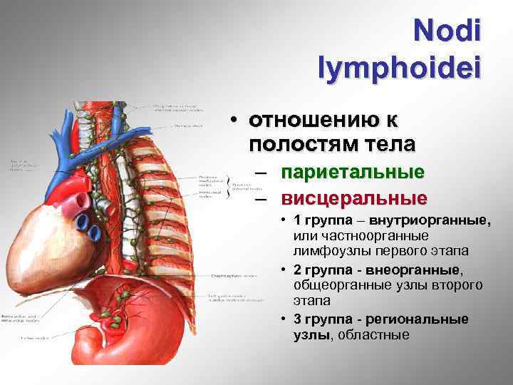 Nodi lymphoidei • отношению к полостям тела – париетальные – висцеральные • 1 группа