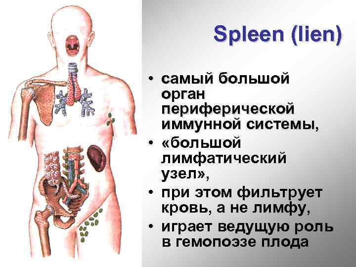 Spleen (lien) • самый большой орган периферической иммунной системы, • «большой лимфатический узел» ,