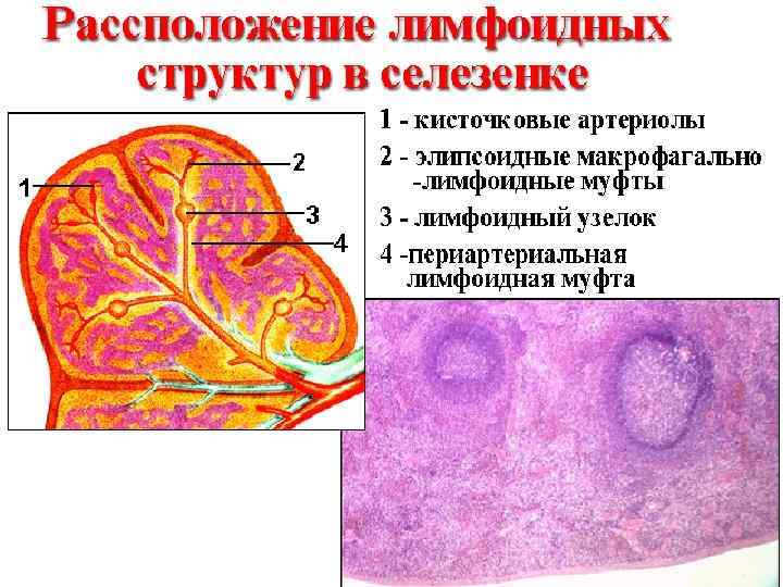 Spleen (lien) В селезёнке можно выделить 4 основных компонента: • капсулу и трабекулы, •