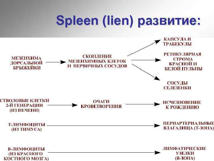 Spleen (lien) развитие: 