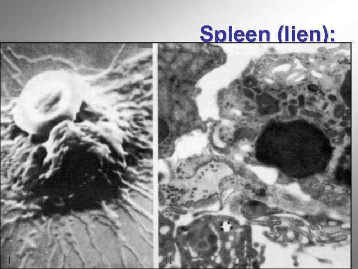 Spleen (lien): «номер один» для «белых» кровяных клеток, особенно для макрофагов, которые, находясь в