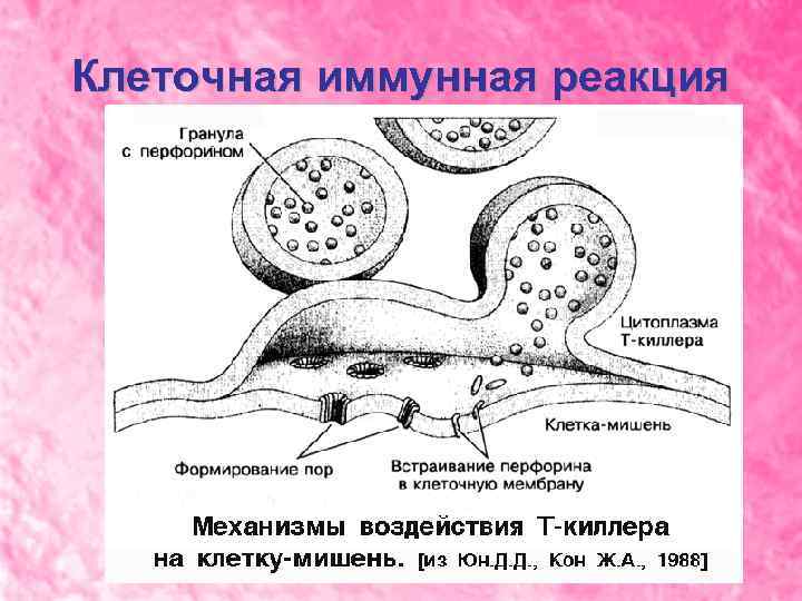 Клеточная иммунная реакция 