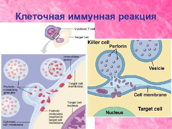 Клеточная иммунная реакция 