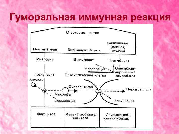 Гуморальная иммунная реакция 