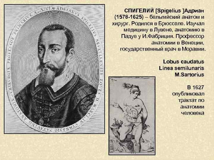 СПИГЕЛИЙ [Spigelius ]Адриан (1578 -1625) – бельгийский анатом и хирург. Родился в Брюсселе. Изучал