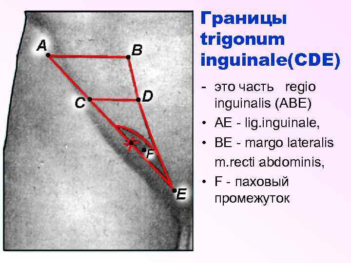 Lig inguinale. Паховый треугольник топографическая анатомия границы. Паховый треугольник и паховый промежуток. Паховый промежуток топографическая анатомия.