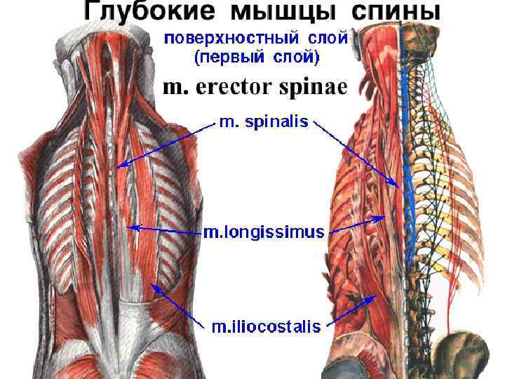 Глубокая поясница. Мышцы спины поверхностные и глубокие слои анатомия. Глубокие мышцы спины глубокий слой. Глубокие мышцы спины 2 слой. Глубокие мышцы спины анатомия.
