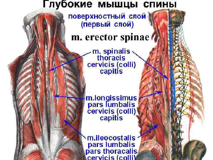 Классификация мышц спины