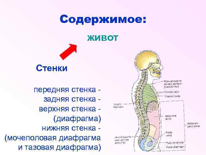 Содержимое: живот Стенки передняя стенка задняя стенка верхняя стенка (диафрагма) нижняя стенка (мочеполовая диафрагма