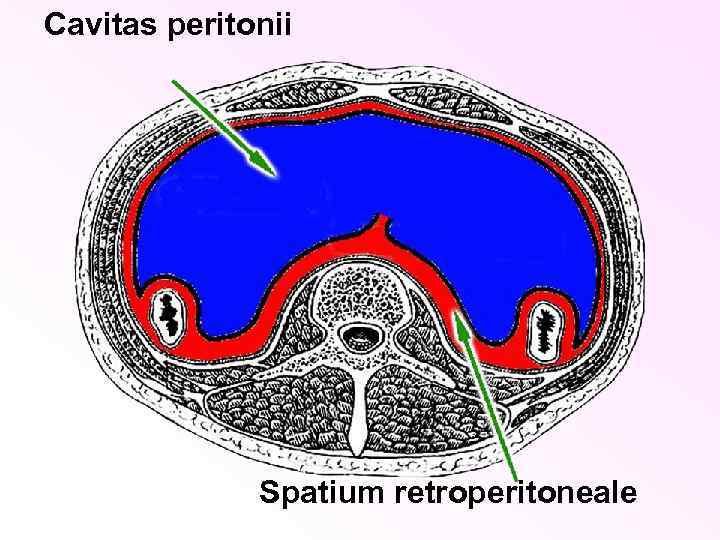 Cavitas peritonii Spatium retroperitoneale 