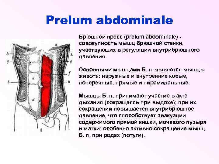 Prelum abdominale Брюшной пресс (prelum abdominale) совокупность мышц брюшной стенки, участвующих в регуляции внутрибрюшного