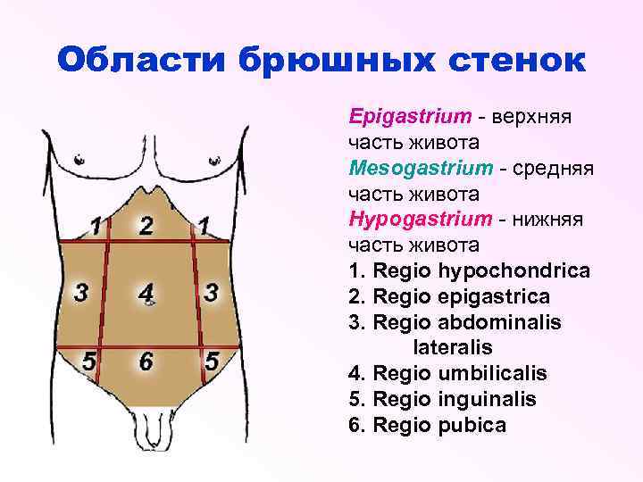 Квадранты брюшной стенки. Анатомические области передней брюшной стенки. Области живота. Области передней стенки живота.