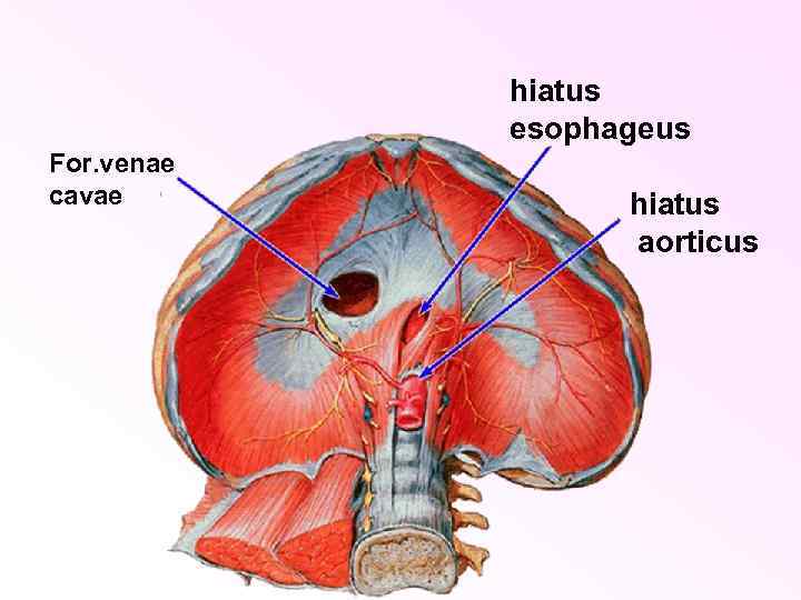 hiatus esophageus For. venae cavae hiatus aorticus 