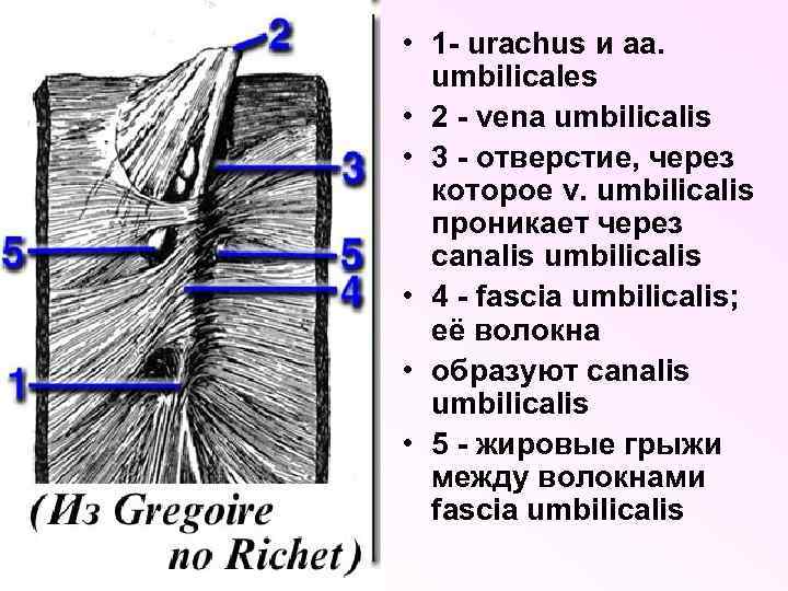  • 1 - urachus и aa. umbilicales • 2 - vena umbilicalis •