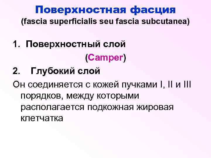 Поверхностная фасция (fascia superficialis seu fascia subcutanea) 1. Поверхностный слой (Camper) 2. Глубокий слой