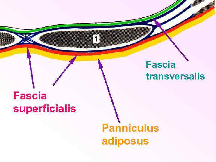 Fascia transversalis Fascia superficialis Panniculus adiposus 