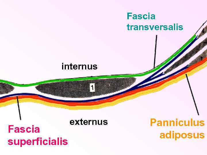 Fascia transversalis internus Fascia superficialis externus Panniculus adiposus 