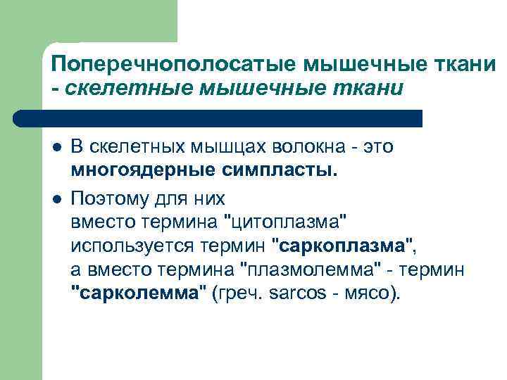 Поперечнополосатые мышечные ткани - скелетные мышечные ткани l l В скелетных мышцах волокна -