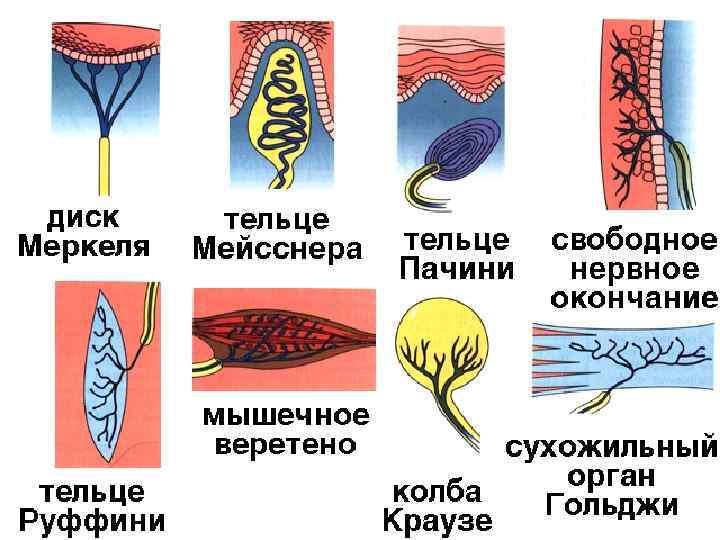 Нарисовать и обозначить виды рецепторов кожной и кинестетической чувствительности