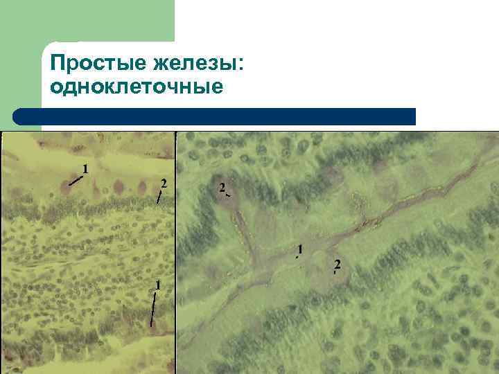 Простые железы: одноклеточные 