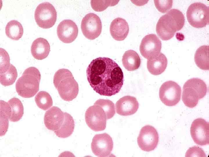 Эозинофилы l Ограничивают воспалительную реакцию, обладая антигистаминным действием: тормозят освобождение гистамина из базофилов, а
