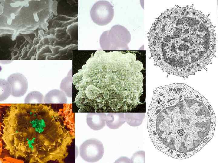 Лимфоциты l Обеспечивают иммунную реакцию: – – распознают с помощью макрофагов чужеродные агенты (антигены)