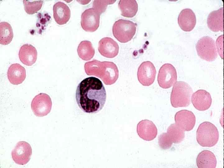 Тромбоциты l Безъядерные фрагменты цитоплазмы, отделившиеся в красном костном мозгу от мегакариоцитов (гигантских клеток)