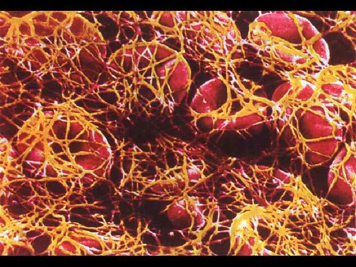 Тромбоциты 1. l l l Тромбоциты - это безъядерные фрагменты цитоплазмы, отделившиеся в красном