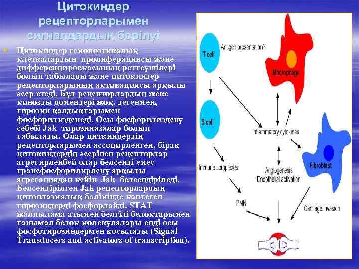    Цитокиндер  рецепторларымен сигналдардың берілуі § Цитокиндер гемопоэтикалық  клеткалардың пролиферациясы