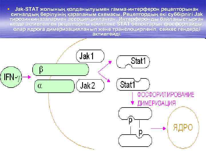 § Jak-STAT жолының қолданылуымен гамма-интерферон рецепторынан сигналдың берілуінің қарапайым схемасы. Рецептордың екі суббірлігі Jak