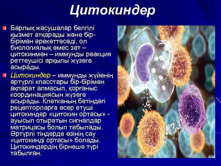     Цитокиндер Барлық жасушалар белгілі қызмет атқарады және бір- бірімен әрекеттеседі,