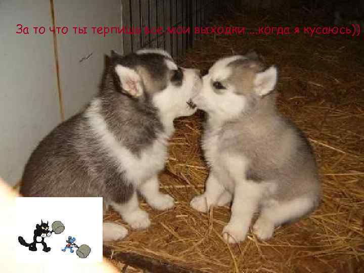 За то что ты терпишь все мои выходки. . . когда я кусаюсь)) 