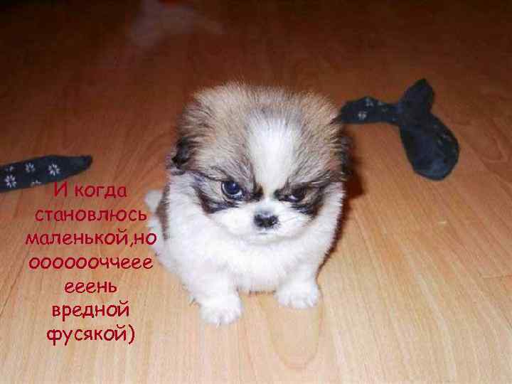   И когда становлюсь маленькой, но ооооооччеее ееень  вредной  фусякой) 