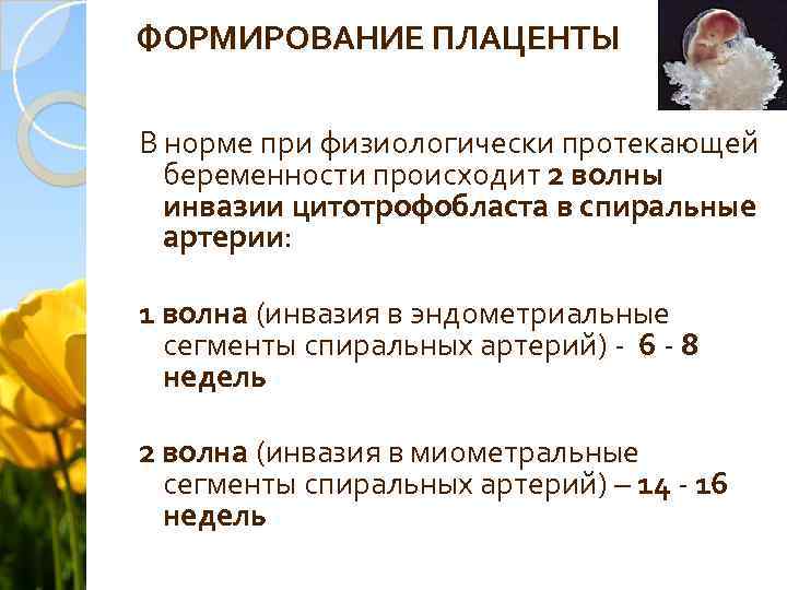 ФОРМИРОВАНИЕ ПЛАЦЕНТЫ В норме при физиологически протекающей беременности происходит 2 волны инвазии цитотрофобласта в