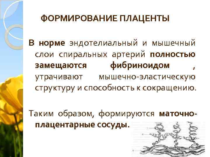 ФОРМИРОВАНИЕ ПЛАЦЕНТЫ В норме эндотелиальный и мышечный слои спиральных артерий полностью замещаются фибриноидом ,