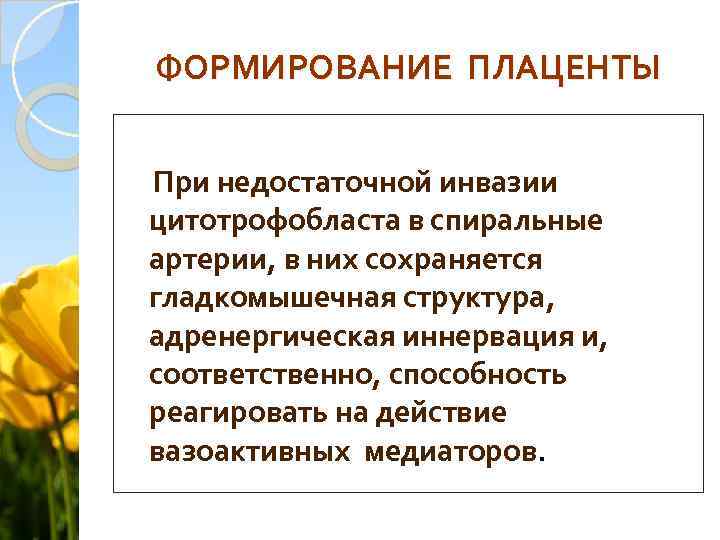 ФОРМИРОВАНИЕ ПЛАЦЕНТЫ При недостаточной инвазии цитотрофобласта в спиральные артерии, в них сохраняется гладкомышечная структура,