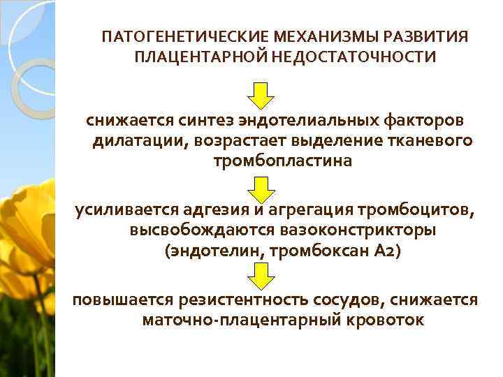 ПАТОГЕНЕТИЧЕСКИЕ МЕХАНИЗМЫ РАЗВИТИЯ ПЛАЦЕНТАРНОЙ НЕДОСТАТОЧНОСТИ снижается синтез эндотелиальных факторов дилатации, возрастает выделение тканевого тромбопластина