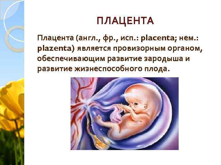 ПЛАЦЕНТА Плацента (англ. , фр. , исп. : placenta; нем. : plazenta) является провизорным