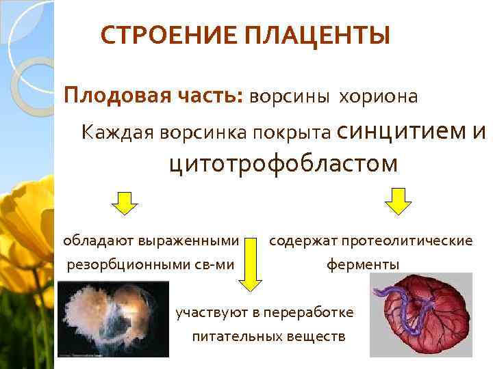 СТРОЕНИЕ ПЛАЦЕНТЫ Плодовая часть: ворсины хориона Каждая ворсинка покрыта синцитием и цитотрофобластом обладают выраженными