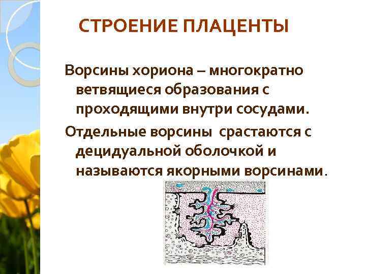 СТРОЕНИЕ ПЛАЦЕНТЫ Ворсины хориона – многократно ветвящиеся образования с проходящими внутри сосудами. Отдельные ворсины