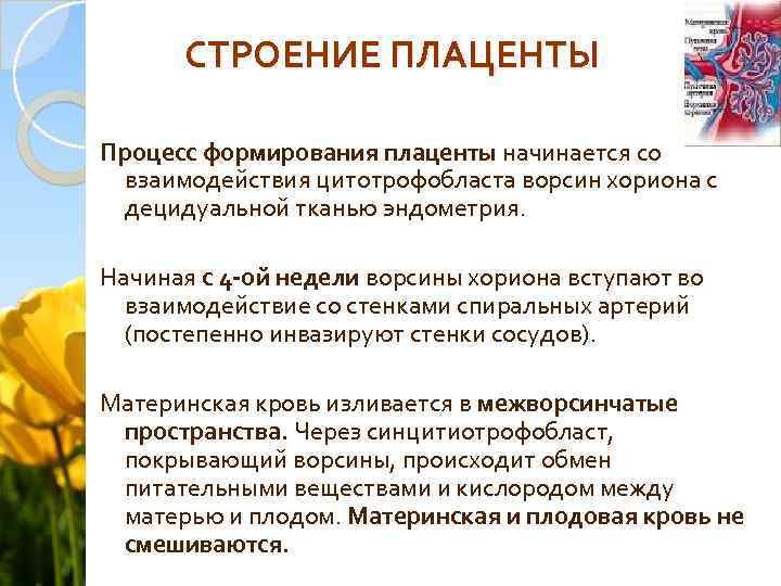 СТРОЕНИЕ ПЛАЦЕНТЫ Процесс формирования плаценты начинается со взаимодействия цитотрофобласта ворсин хориона с децидуальной тканью