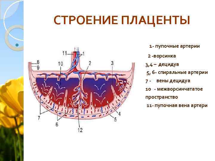 СТРОЕНИЕ ПЛАЦЕНТЫ 1 - пупочные артерии 2 -ворсинка 3, 4 – децидуа 5, 6