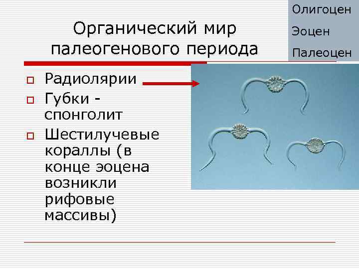 Олигоцен Органический мир палеогенового периода o o o Радиолярии Губки спонголит Шестилучевые кораллы (в