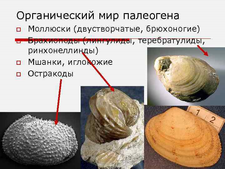 Органический мир палеогена o o Моллюски (двустворчатые, брюхоногие) Брахиоподы (лингулиды, теребратулиды, ринхонеллинды) Мшанки, иглокожие