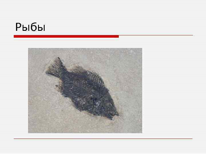 Рыбы 