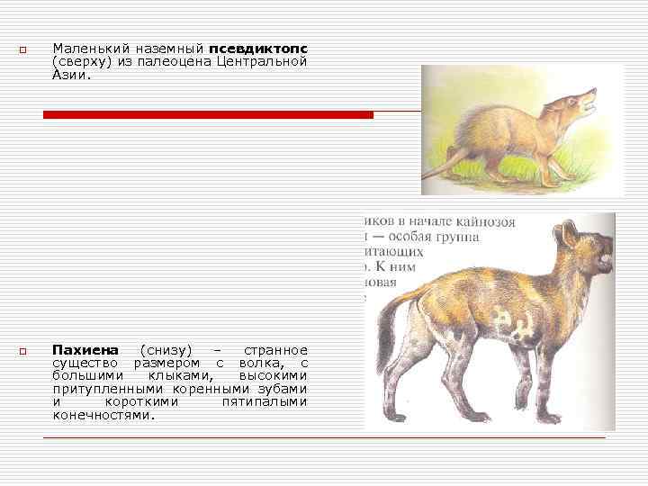 o o Маленький наземный псевдиктопс (сверху) из палеоцена Центральной Азии. Пахиена (снизу) – странное