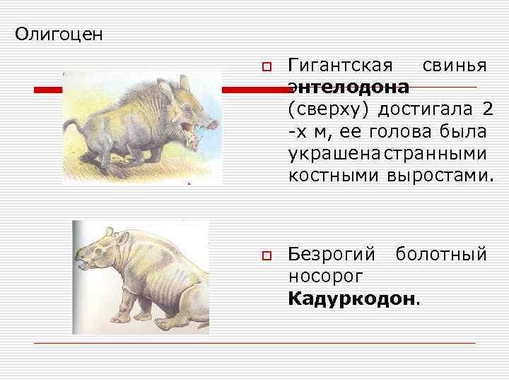 Олигоцен o o Гигантская свинья энтелодона (сверху) достигала 2 -х м, ее голова была