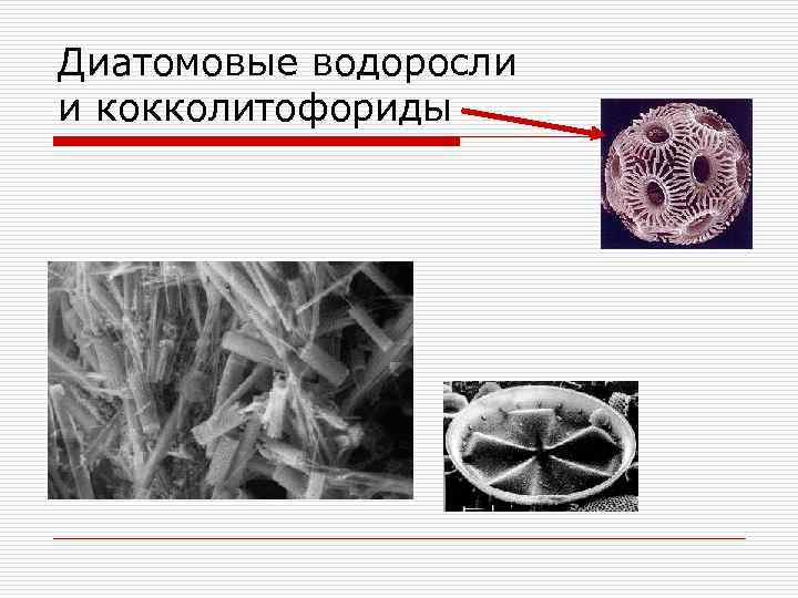 Диатомовые водоросли и кокколитофориды 