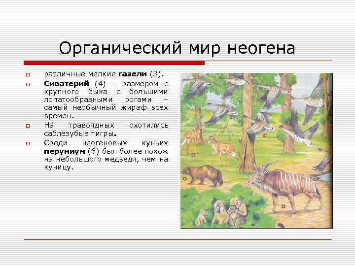 Органический мир неогена o o различные мелкие газели (3). Сиватерий (4) – размером с